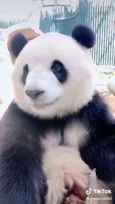 Relax for a minute and watch this panda munching on bamboo