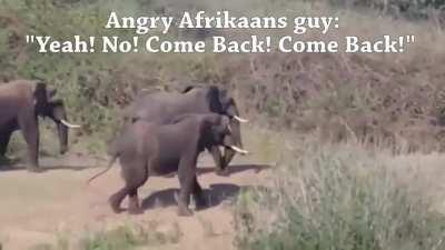 Afrikaans is magtig