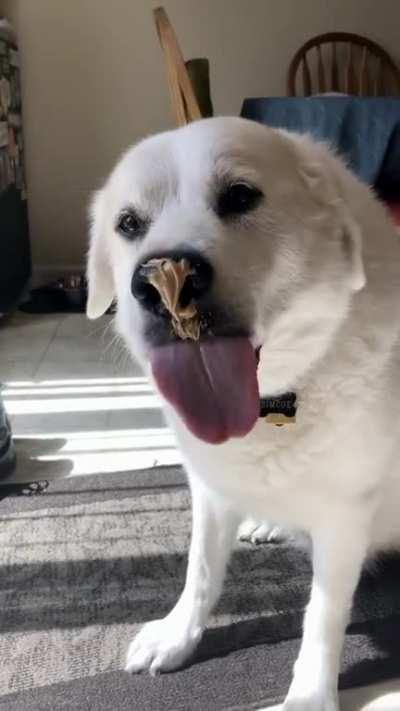 We put peanut butter on his nose to distract from a nail trimming. Turns out he hasn’t quite figured out how to lick Up. This went on for about 5 minutes...