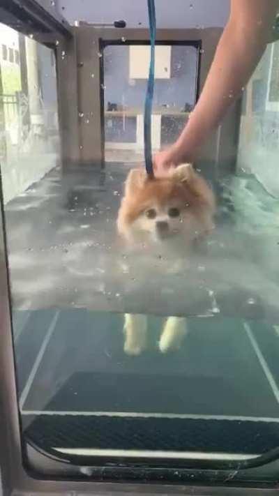 The vet sent me a video of my dog during his hydrotherapy session. He’s my best boy.