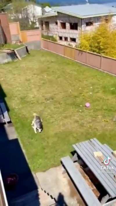 Derpy Husky zooms