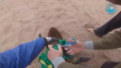 Guy cuts football shirt off a seal.