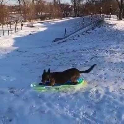 Snowboard doggo