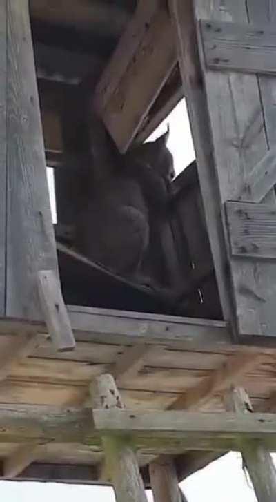 A Polish forest officer met a Lynx in a hunting pulpit