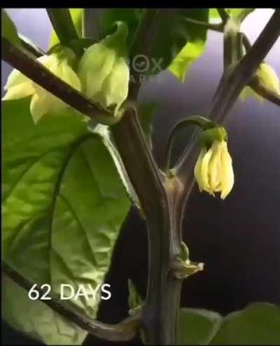 The process of a pepper seed to pepper plant.