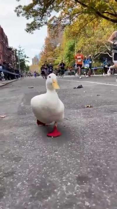 Proud partici-quack of the NYC Marathon