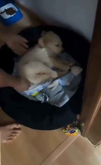 Dad putting puppy to bed