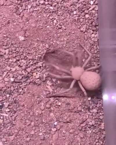 Six-Eyed Sand Spider Buries Herself