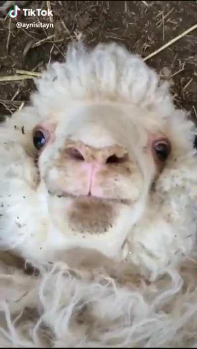 Cute little sheepy