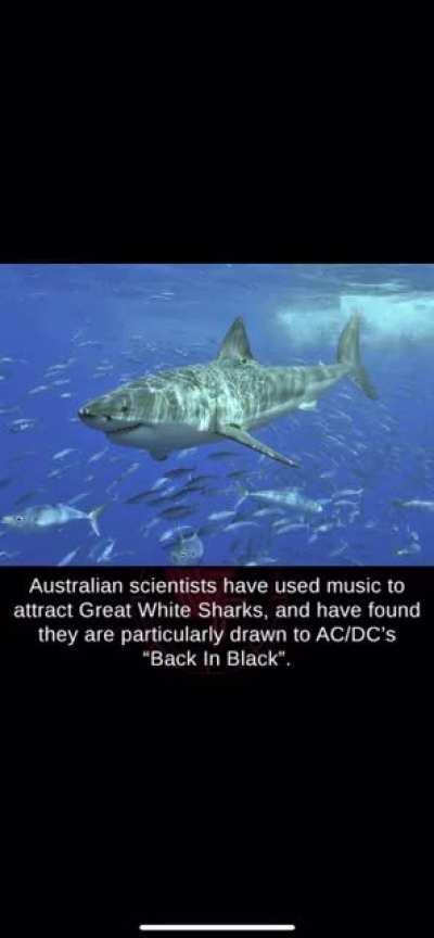 Great White Sharks get pumped to AC/DC