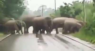 An elder Elephant waits at the end and thanks the car driver for letting them crossing the road