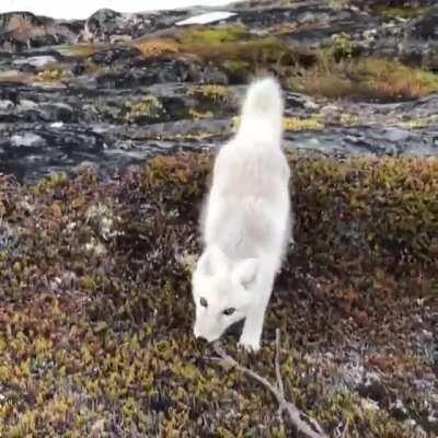 A Photographer encounters a wild white Arctic Fox in Greenland. Incredible