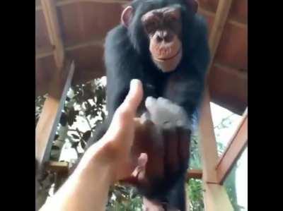 Showing how ridiculously strong chimps are.