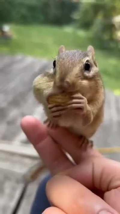 Shall I help cutie peel the peanuts！