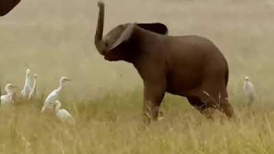 Baby elephants typically don't learn to control their trunks until they're about a year old, which may result in behavior like this