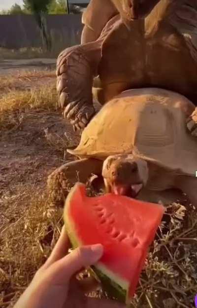 This is what a turtle sounds like during sex