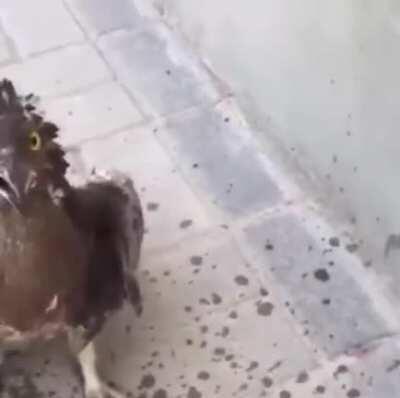 Young man watering a bird who nearly died of thirst