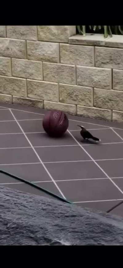 This bird wanting to play ball