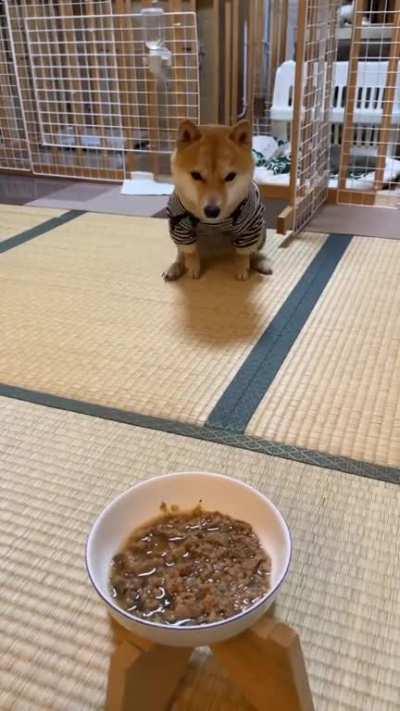 Shiba Inu doing the tap dance before enjoying the meal