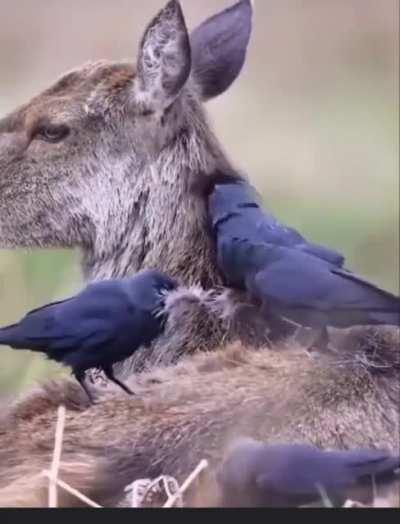 Jackdaws collecting fur from a deer to build nests with