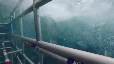 🔥 Great White Shark rams into diver cage in South Australia