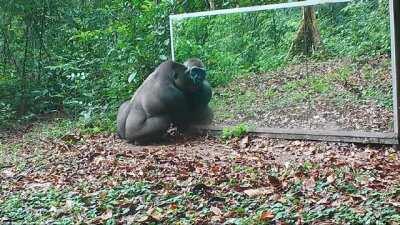 Gorilla admires himself in the mirror