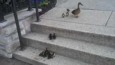 Ducks vs stairs