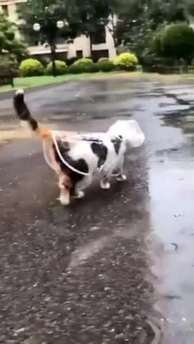 oh to be a cat in a raincoat walking gracefully through the rain