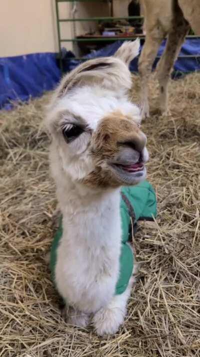 🔥 baby lama 🔥