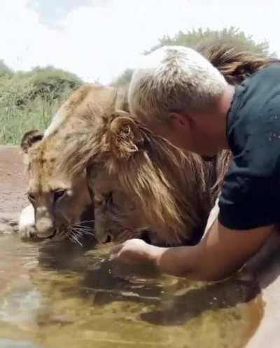 Man sees his lion pride again after 2.5 weeks