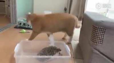 cat vs hedgehog