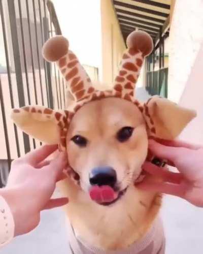 Just a giraffe