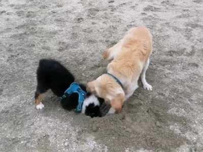 Teaching little brother to dig [OC]