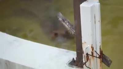 Beaver mother doesn't allow it's child to take a swim. Yuki Park, Köfu, Japan