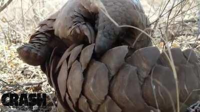 The tongues of pangolins average at 16 inches, Longer than their entire body!