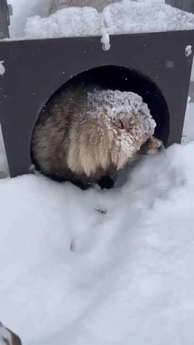 Tanuki isn't sure about the weather