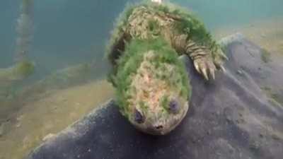 A close encounter with a very old snapping turtle in Texas, estimated to be 80+ years old. Credit: Nick Breaux