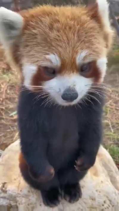 Red Pandas, Cats or Puppies? Who's the cutest of them all?