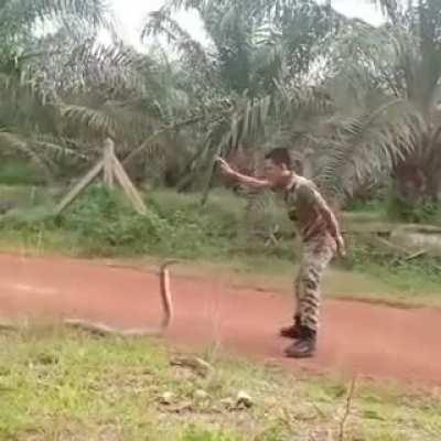 Malaysian soldier catches the king cobra.