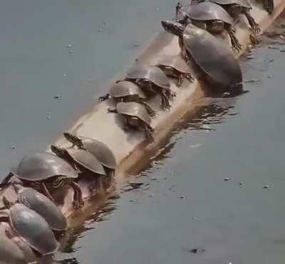 Turtles sunning on an unstable log in the river.