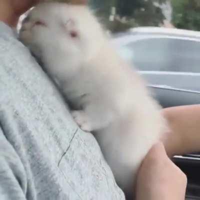 Fluffy kitty seems happy to be going home with its new owner.