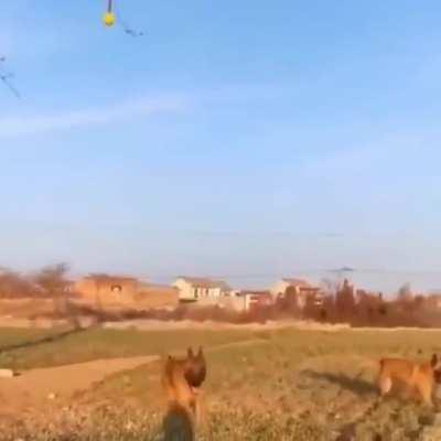 This dog trying to get his toy out of a tree