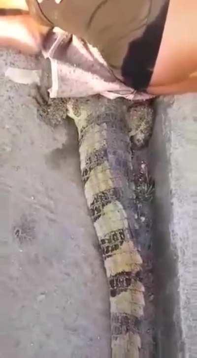 In Brazil, man immobilizes alligator while waiting for rescue officers