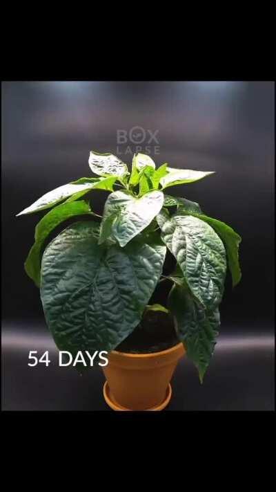 Time lapse of a Red Bell Pepper plant from seed to fruit