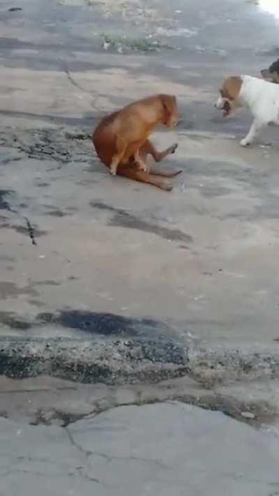 Dog jerking off while watching other dogs