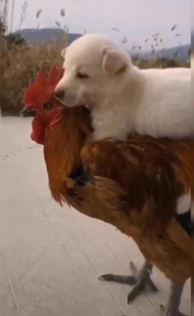 A puppy riding a chicken.