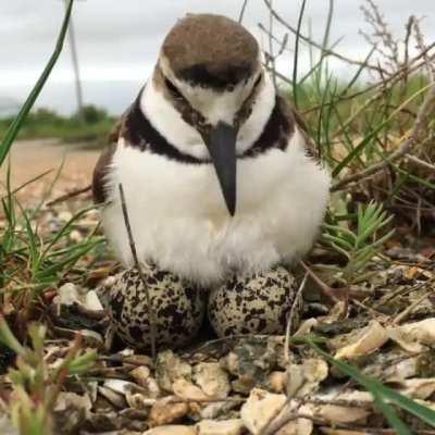 🔥 Wilson's Plover keeping her eggs warm