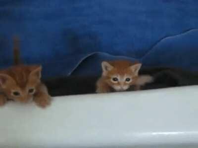 Kitty tries to escape evil from the evil bathtub