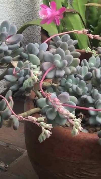 My moonstones have been attracting hummingbirds.