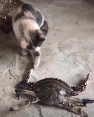 Curious cat